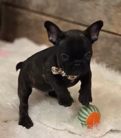 Brock...New Pictures 💙 💙 💙, a male French Bulldog for sale in Perry, MO – Photo 5 of 10