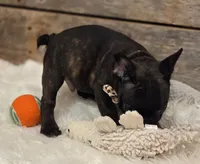 Brock...New Pictures 💙 💙 💙, a male French Bulldog for sale in Perry, MO – Photo 6 of 10