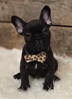 Brock...New Pictures 💙 💙 💙, a male French Bulldog for sale in Perry, MO – Photo 9 of 10