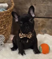 Brock...New Pictures 💙 💙 💙, a male French Bulldog for sale in Perry, MO – Photo 2 of 10