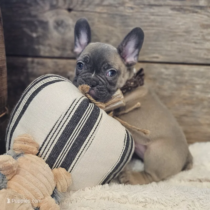 Sawyer – French Bulldog puppy for sale in Perry, MO
