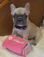 Tatum , a female French Bulldog for sale in Perry, MO – 3 of 10