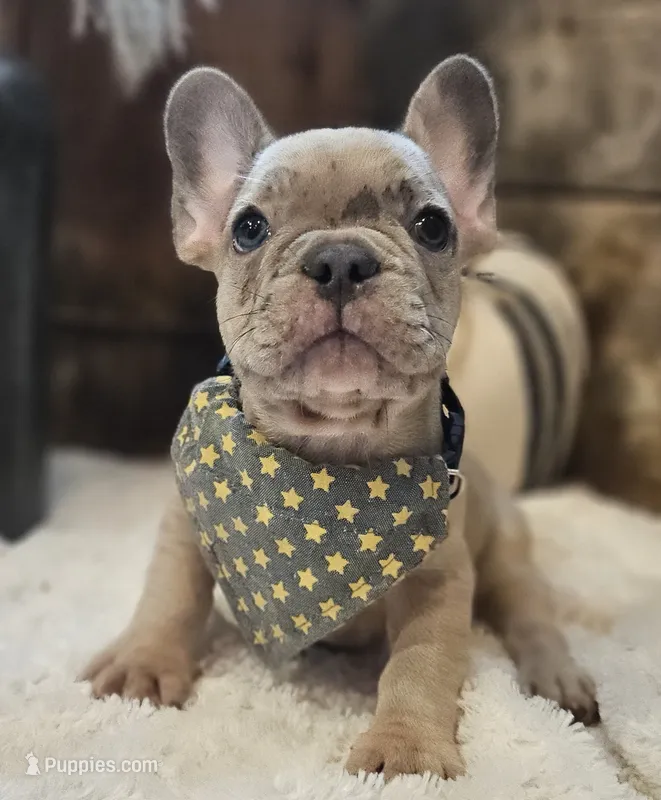 Spunk – French Bulldog puppy for sale in Perry, MO