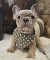 Spunk, a male French Bulldog for sale in Perry, MO – 1 of 10