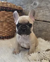 FELIX, a male French Bulldog for sale in Perry, MO – Photo 10 of 10