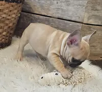 FELIX, a male French Bulldog for sale in Perry, MO – Photo 6 of 10