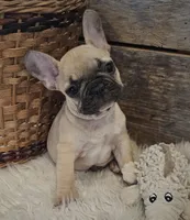 FELIX, a male French Bulldog for sale in Perry, MO – Photo 2 of 10
