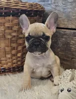 FELIX, a male French Bulldog for sale in Perry, MO – Photo 3 of 10
