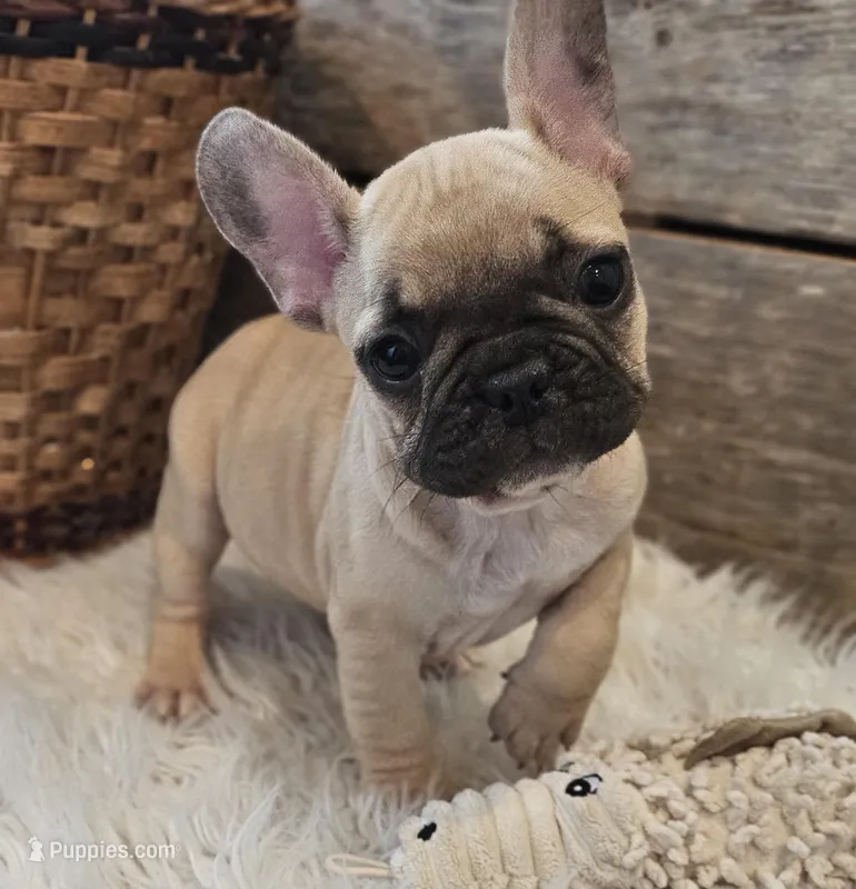 FELIX, a male French Bulldog for sale in Perry, MO – Photo 1 of 10