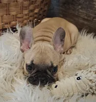 FELIX, a male French Bulldog for sale in Perry, MO – Photo 5 of 10