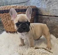 FELIX, a male French Bulldog for sale in Perry, MO – Photo 7 of 10