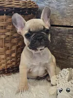 FELIX, a male French Bulldog for sale in Perry, MO – Photo 4 of 10