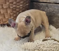 FELIX, a male French Bulldog for sale in Perry, MO – Photo 8 of 10