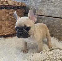 FELIX, a male French Bulldog for sale in Perry, MO – Photo 9 of 10