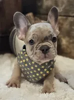 Spunk, a male French Bulldog for sale in Perry, MO – 7 of 10