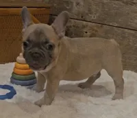 Bo, a male French Bulldog for sale in Perry, MO – 6 of 10