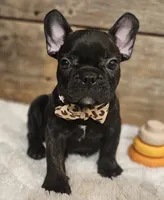Jack, a male French Bulldog for sale in Perry, MO – 3 of 10