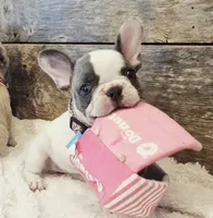 Tinsley, a female French Bulldog for sale in Perry, MO – 2 of 10