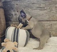 Sawyer, a male French Bulldog for sale in Perry, MO – 10 of 10