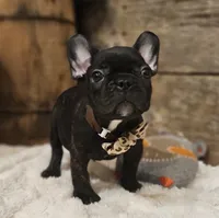 Jack, a male French Bulldog for sale in Perry, MO – 7 of 10
