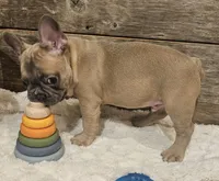 Bo, a male French Bulldog for sale in Perry, MO – 3 of 10