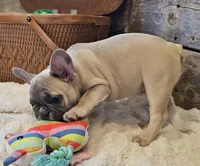 Brax...Reduced ❤️ 💙 , a male French Bulldog for sale in Perry, MO – Photo 8 of 10