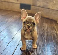 Brax...Reduced ❤️ 💙 , a male French Bulldog for sale in Perry, MO – Photo 5 of 10