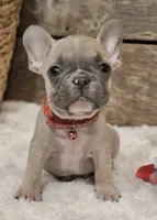 Brax ❤️ 💙 , a male French Bulldog for sale in Perry, MO – Photo 2 of 7