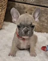 Brax ❤️ 💙 , a male French Bulldog for sale in Perry, MO – Photo 1 of 7