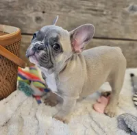 Brax...Reduced ❤️ 💙 , a male French Bulldog for sale in Perry, MO – Photo 9 of 10