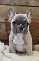 Brax...Reduced ❤️ 💙 , a male French Bulldog for sale in Perry, MO – Photo 2 of 10