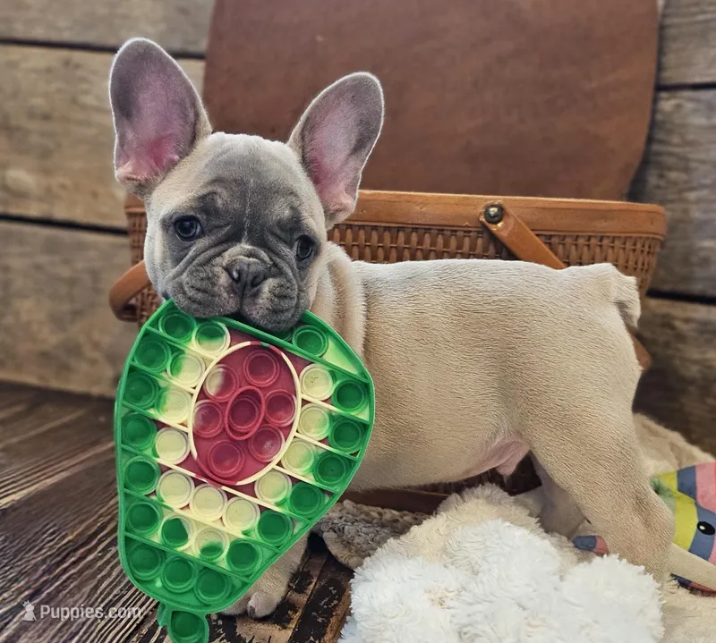 Brax...Reduced ❤️ 💙 