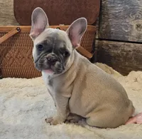 Brax...Reduced ❤️ 💙 , a male French Bulldog for sale in Perry, MO – Photo 4 of 10