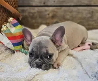 Brax...Reduced ❤️ 💙 , a male French Bulldog for sale in Perry, MO – Photo 6 of 10