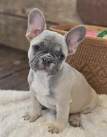 Brax...Reduced ❤️ 💙 , a male French Bulldog for sale in Perry, MO – Photo 10 of 10