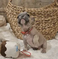 Brax ❤️ 💙 , a male French Bulldog for sale in Perry, MO – Photo 7 of 7