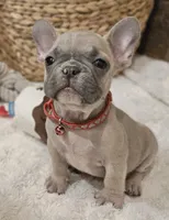 Brax ❤️ 💙 , a male French Bulldog for sale in Perry, MO – Photo 4 of 7
