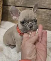 Brax ❤️ 💙 , a male French Bulldog for sale in Perry, MO – Photo 6 of 7