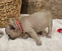 Brax ❤️ 💙 , a male French Bulldog for sale in Perry, MO – Photo 5 of 7