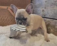 Brax...Reduced ❤️ 💙 , a male French Bulldog for sale in Perry, MO – Photo 3 of 10