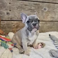 Brax...Reduced ❤️ 💙 , a male French Bulldog for sale in Perry, MO – Photo 7 of 10