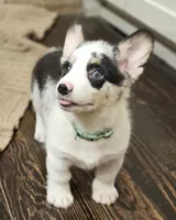 Maverick , a male Pembroke Welsh Corgi for sale in Perry, MO – 3 of 10