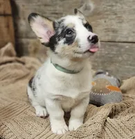 Maverick , a male Pembroke Welsh Corgi for sale in Perry, MO – 8 of 10