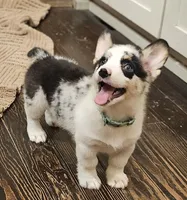 Maverick , a male Pembroke Welsh Corgi for sale in Perry, MO – 2 of 10