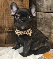 Jack, a male French Bulldog for sale in Perry, MO – 5 of 10
