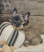 Sawyer, a male French Bulldog for sale in Perry, MO – 4 of 10