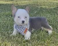 Sprout, a male Pembroke Welsh Corgi for sale in Perry, MO – 6 of 10