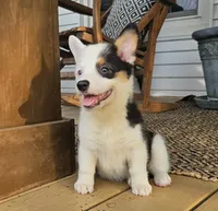Penny, a female Pembroke Welsh Corgi for sale in Perry, MO – 6 of 8