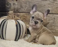 Spunk, a male French Bulldog for sale in Perry, MO – 9 of 10