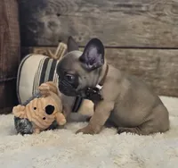 Sawyer, a male French Bulldog for sale in Perry, MO – 7 of 10